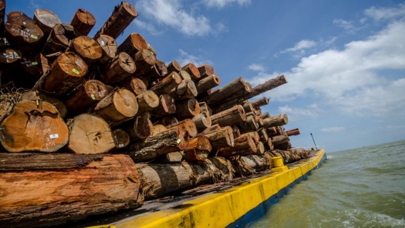 Durante el mandato de Bolsonaro, la tala legal e ilegal en la Amazonía ha escalado a niveles nunca visto, sumándose a la deforestación.