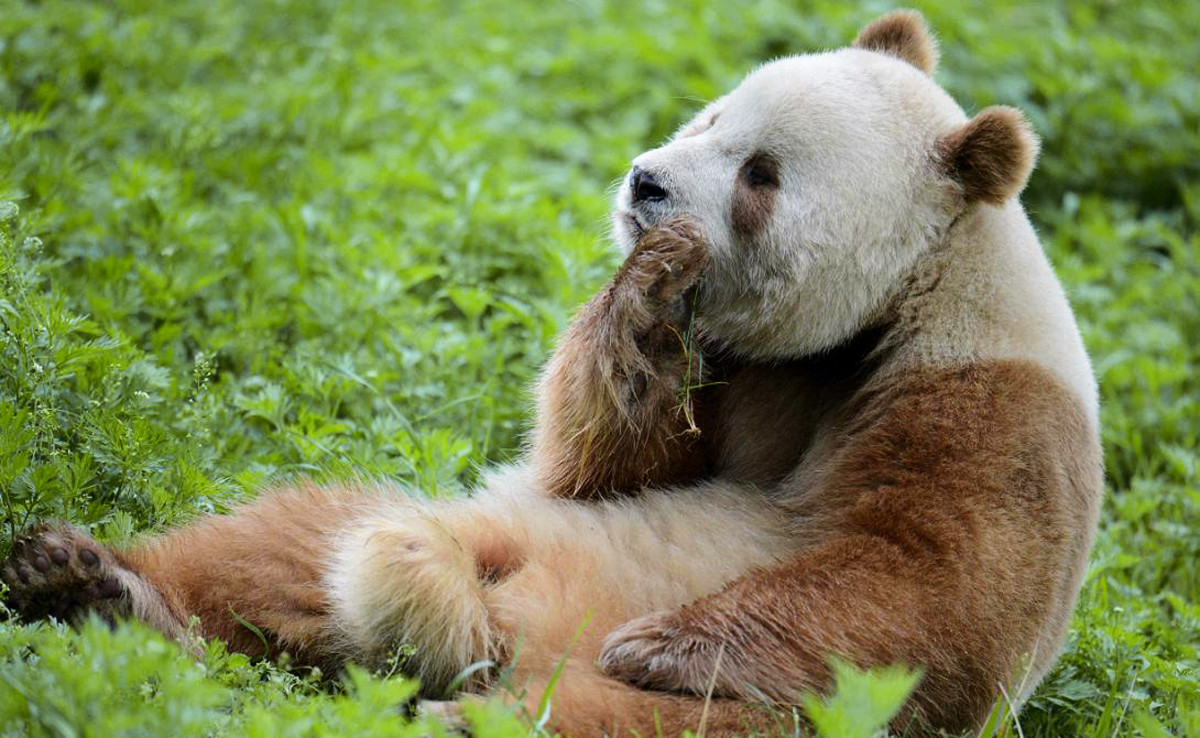 Qizai se relaciona sin problemas con otras especies de panda.