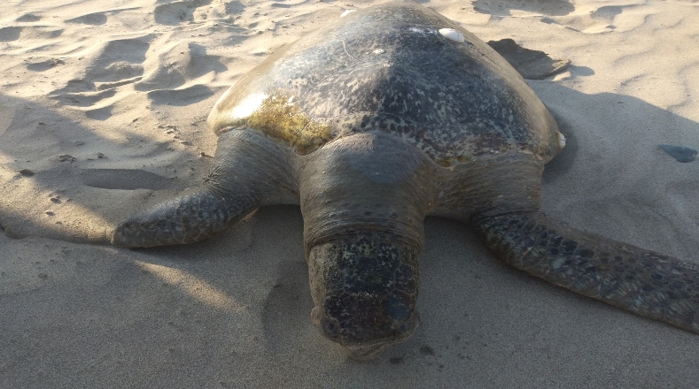 Las tortugas hembras preparan y cavan, cada temporada, su nido en la playa (un hoyo de 40 a 45 centímetros de profundidad con forma de cántaro), y luego depositan en él entre 80 y 150 huevos.