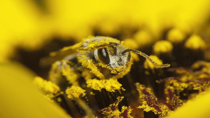 ¿Qué debes saber sobre las abejas? Conoce algunas curiosidades