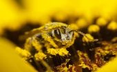 ¿Qué debes saber sobre las abejas? Conoce algunas curiosidades