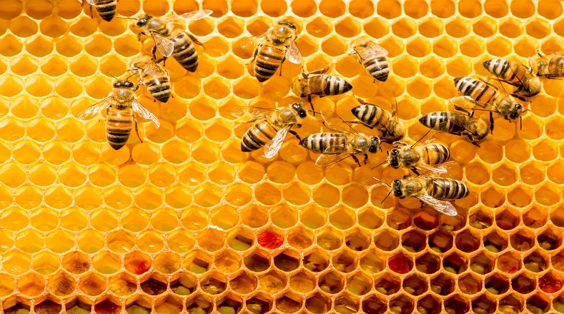 No solo producen miel -que les sirve de alimento- también fabrican cera. Las europeas producen cera para construir los panales.