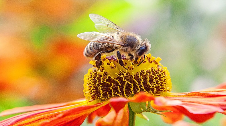 Las abejas pueden clavar el aguijón bastantes veces a lo largo de su vida, pero solo si su adversario es un insecto.
