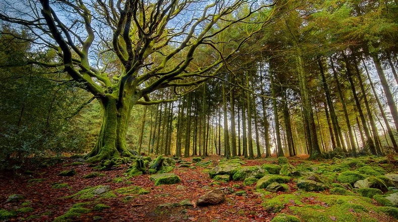 Bosque mágico de Broceliande, Bretaña francesa. Producto de la acción del hombre y de la creciente deforestación, la superficie boscosa se ha reducido a un tercio del planeta en la actualidad.