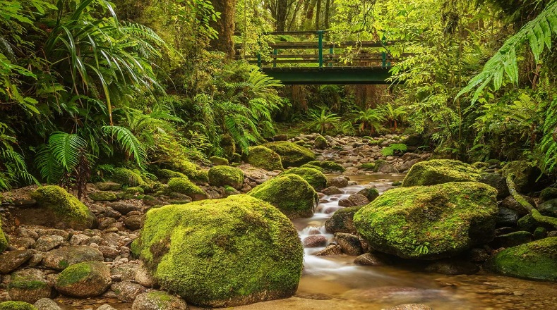 Parque Nacional Kahurangi, Nueva Zelanda. Mientras que la República Democrática del Congo tiene unas 152 millones de hectáreas de bosque, el 67 por ciento de su superficie.