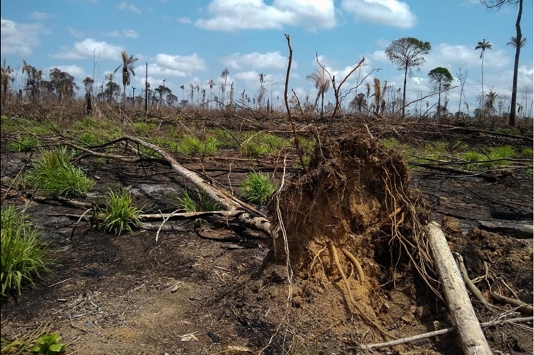 Según cálculos estimados del Inpe, la Amazonía pudiera perder 10.900 kilómetros cuadrados de bosques para este año.