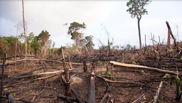 "En promedio, desde 2001, 169.000 km2 de la Amazonía han sido quemados anualmente. De estos, 26.000 km2, dentro de las Áreas Naturales de Protección y de las Tierras Indígenas", confirma la Raisg.