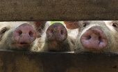 Las autoridades cubanas instaron a los cuidadores porcinos a realizar inspecciones clínicas a sus crías. 