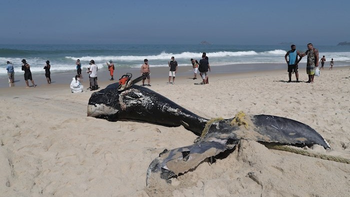 Una ballena jorobada fue encontrada en las playas de Río este miércoles, por lo que Brasil rompe el récord de muertes de este animal en lo que va de 2021.