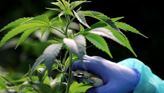 El uso medicinal y terapéutico de los derivados del cannabis ha sido autorizado hasta el momento en tres paísesde América Latina; Uruguay, México y ahora Panamá.
