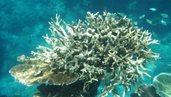 Avanzar en la protección de los arrecifes de coral es una acción fundamental, para ello es importante aprender a reducir la huella de carbono en el planeta.