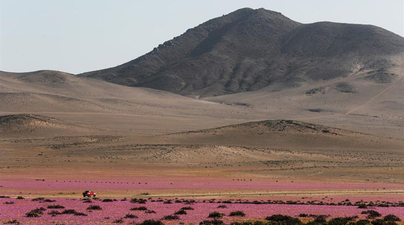 Con una superficie aproximada de 105.000 kilómetros cuadrados y un índice de precipitaciones anuales por debajo de los 254 milímetros, este fenómeno es conocido como el desierto florido, que se presenta cuando el Atacama se llena con flora endémica.