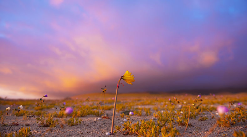 Desierto florido en Atacama, la segunda zona más árida del mundo