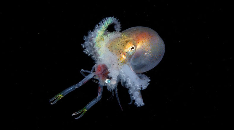 Este animal marino es un molusco que es capaz de transportar materiales para construir sus refugios para tener una mayor oportunidad de supervivencia.