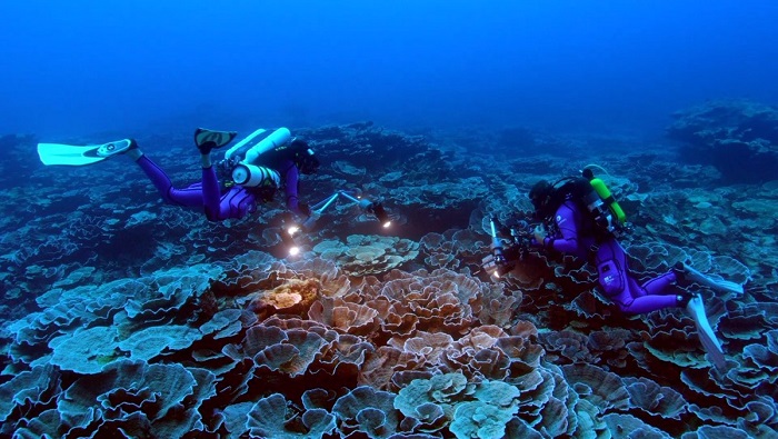 Hasta el momento, la Unesco registra que muy pocos científicos han podido localizar, investigar y estudiar los arrecifes de coral a más de 30 metros de profundidad.