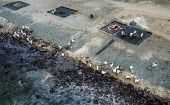Miles de personas continúan trabajando para limpiar los 100 km de costa afectados por el derrame de petróleo.