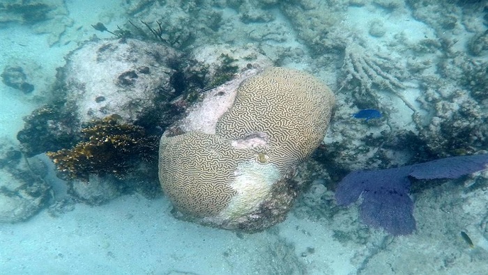 Cuando los pedazos de coral se desprenden y se acumulen en el arrecife, esto impide el crecimiento de nuevos corales.