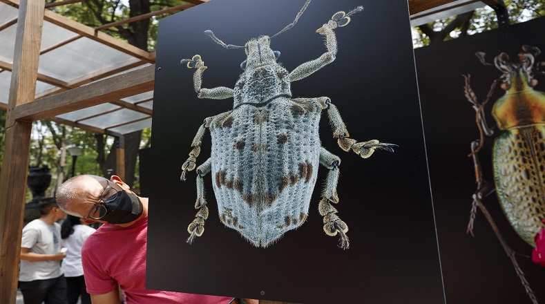 El evento se desarrolla del 14 al 17 de abril, con la programación de actividades culturales, así como la exposición de estatuas de gran tamaño de los insectos.