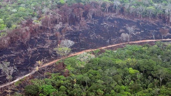 El informe revela el aumento de la deforestación no solo resultaría en grandes cantidades de pérdida de biodiversidad y emisiones de carbono, sino que también alteraría los patrones de precipitación críticos para la producción agrícola.