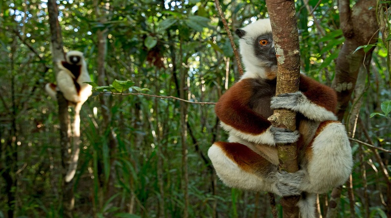 Por su parte, la Reserva Perinet, en Madagascar, isla separada hace unos 130 millones de años del continente africano, sobresale por su extrema belleza natural y su singular fauna y flora