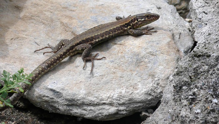 De acuerdo con los especialistas, el hallazgo secunda el descubrimiento de nuevas especies de lagartija en el Perú, en agosto del 2021.
