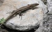  De acuerdo con los especialistas, el hallazgo secunda el descubrimiento de nuevas especies de lagartija en el Perú, en agosto del 2021.