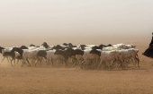 La ONU alerta que la prolongada sequía en Somalia hará morir a millones de personas de hambre y sed en los próximos meses.