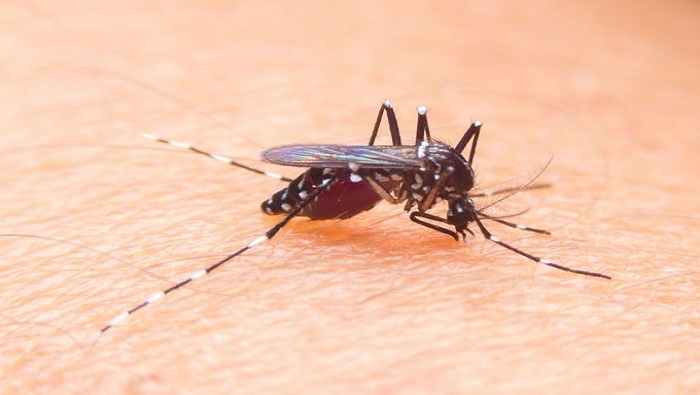 Este año solo se habían reportado en el país los casos de dengue tipo 1 y 2.