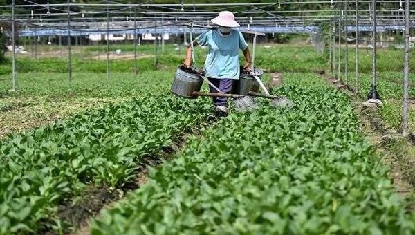 De acuerdo con el representante de la FAO, la autonomía alimentaría se concretó en China debido a que desde el alto Gobierno “se hicieron leyes y se hicieron políticas que durante los últimos 19 años pusieron a la agricultura y su desarrollo como un tema prioritario".