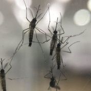 Mosquito: exterminador de la humanidad