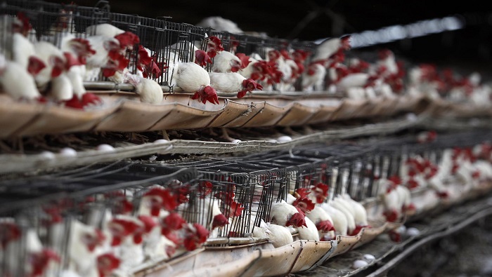 Con la activación de la alerta, se evitan pérdidas en la avicultura panameña, que representa el 25 % del Producto Interno Bruto (PIB) agropecuario.