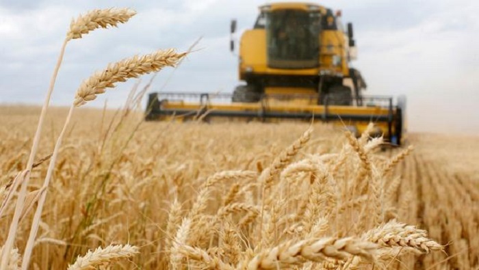 El conflicto en Ucrania ha reducido drásticamente las exportaciones de trigo en el mundo.