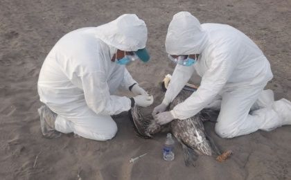 Medios locales divulgaron que cerca de 14.000 aves marinas han perecido debido a la gripe aviar.