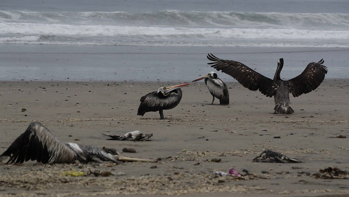En la semana más reciente se estima que perecieron más de 5.000 aves en los litorales del país andino.