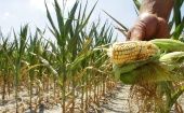 El Gobierno mexicano emitió un nuevo decreto sobre el uso, enajenación, distribución, promoción e importación de glifosato y maíz transgénico.
