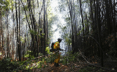 Los incendios forestales han consumido miles de decenas de hectáreas en las regiones chilenas de Ñuble, Bío Bío y La Araucanía.