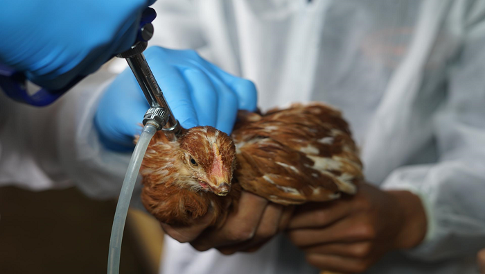 Es posible la transmisión de gripe aviar a las personas que tengan contacto con aves contagiadas.