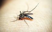 El dengue es una enfermedad viral transmitida por la picadura del mosquito del género Aedes, principalmente por Aedes aegypti.