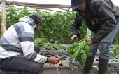 Las hortalizas, tubérculos y legumbres en Uruguay ascendieron en un 6,70 por ciento.