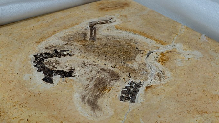 El fósil fue hallado en la Formación Crato, en la cuenca Araripe del noreste de Brasil.