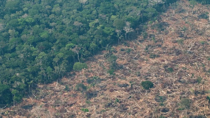 Durante la presidencia de Bolsonaro en Brasil, la deforestación anual promedio en la Amazonía brasileña aumentó en más del 75 por ciento, en comparación con la década anterior.