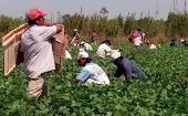 Migrants working in an agricultural field in the United States, 2023.