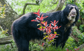 South American spectacled bear.