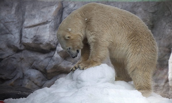 Los osos polares son uno de los animales más emblemáticos en peligro de extinción en el Ártico. La conservación de estos animales y sus hábitats se ha convertido en una preocupación urgente a nivel mundial.