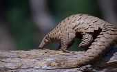 According to official data, the pangolins are highly sought after in Nigeria. Oct. 18, 2023. 