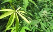 Neighboring St. Vincent and the Grenadines is also taking steps to legalize the use of marijuana for its properties to combat various health problems. Dec. 5, 2023. 