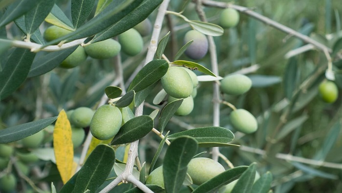 La industrialización del milagroso fruto del olivo todavía se realiza en Turquía como hace 3000 o 4000 años.