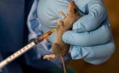 The "multimammate rat," very common in Nigeria in sub-Saharan Africa, is a carrier of the Lassa virus. Feb. 23, 2024. 