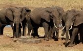 Elephants population in Botswana, April 3, 2024