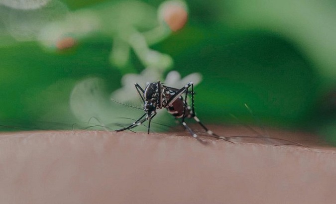 The mosquitoes that transmit the disease find favorable conditions for its spread in the South American region. Apr. 20, 2024.